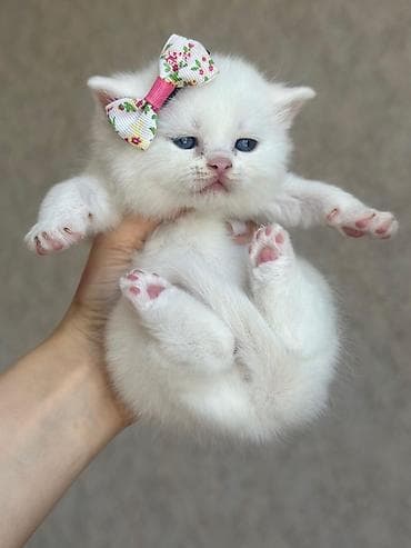 yastı qulaq: Şotland yastı qulaq — 2