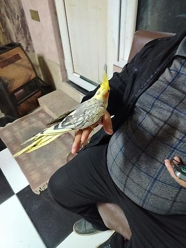 ev quşları: Mezahir satisda 70 aznMəhsul: Kakadu nimfa (Cockatiel) quşları – sarı — 2