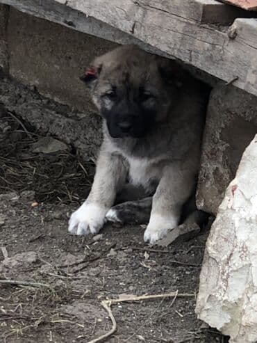 pişik satılır: Qurdbasar, 1 ay, Erkek — 2