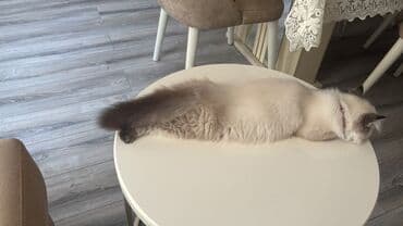 şotlant pisiyi: Britan — 4