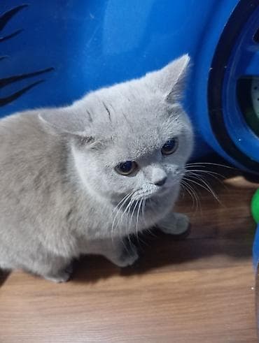 şotland pisikleri: Britan — 2