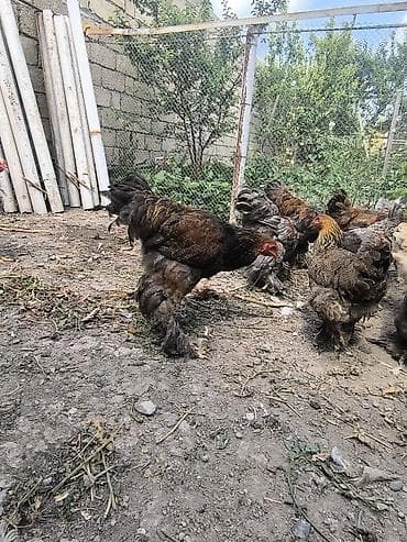 setter it cinsi: Satılır: lələkli ayaqlı yerli toyuq-xoruzlar (Brahma tipli) — 8