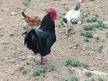 Птицы: Курица, Australop, Для разведения — 6