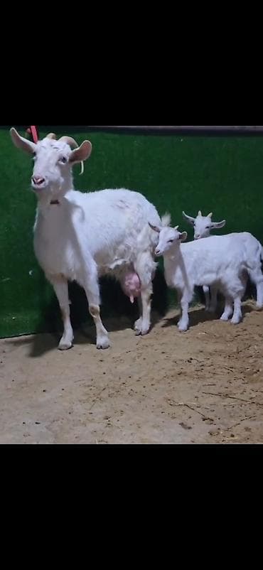 Sütlü keçi ailəsi – ana keçi və iki bala - Cins: ağ rəngli, buynuzlu lalafo.az -da Sütlü keçi ailəsi – ana keçi və iki bala - Cins: ağ rəngli, buynuzlu