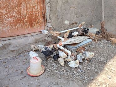 en cox sud veren inekler: Kənd cücələri yerli cücələr 1 ayqlıdılar qiyməti 2.50 çox götürən — 5