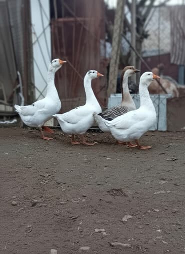 Аквариумы: Qazlar satılır – həm ətlik, həm də damazlıq məqsədlər üçün — 1