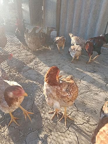 Balıqlar: Kom heyratı satılır.1 xoruz(cinsi ata sarmasıq ana 1200-dük),3 — 3