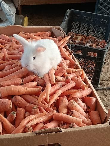 heyvan sahiblənmə: Ev dovşanı balaları – uzunqulaqlı, tüklü minilop tipli (aşağı sallanan — 1