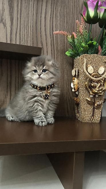 menks cinsi pisik: Tam sağlam toppuş balalar!!! — 1