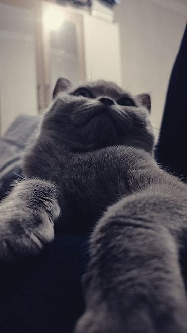 pisik latok: Britan, Erkək, Yaxşı əllərə, Ödənişli çatdırılma — 5