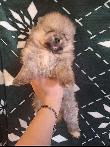 arpa bugda satisi: Şpitz, 1 ay, Erkek — 7