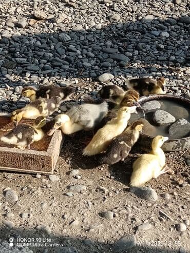 lal ördekler: Dişi, | Lal ördək, Damazlıq, Ödənişli çatdırılma — 1