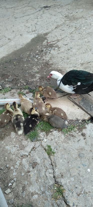 ordek novleri: Satılır: indoördəklərin balaları (musk ördək civcivləri) - Növ — 3