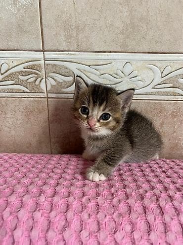 pişik daşıma: Tabbi, Yaxşı əllərə — 3