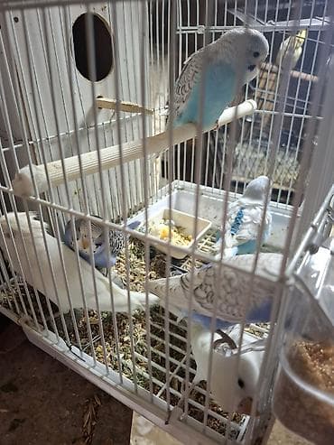 turac quş: Tutuqusu balalari satilir. 6 denedi. 2 ag 3 goy 1 acig mavi — 5