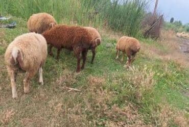 Əmlik quzu satilir - Növ: yerli qoyunlar (qarışıq rənglər – ağ və