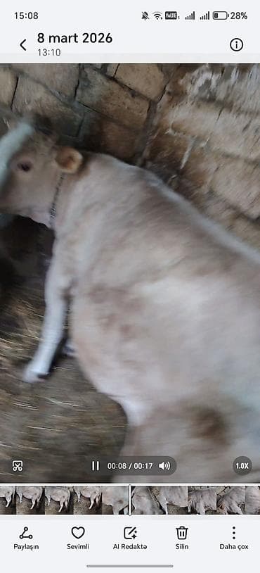 inekler: Etlik — 1