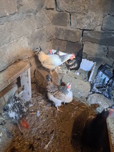 hazır yuva: Toyuq, Damazlıq — 4