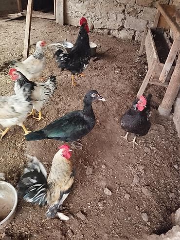 ördekler: Məhsul: Ev quşları dəss 2eded kitayski toyug 2 ədəd yaşıl lal ördək 1 — 8