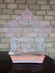 Qəfəslər: Tuyuquşu qəfəsləri satılır. Böyük qəfəs 25 azn, kiçik qəfəs 15 azn — 1