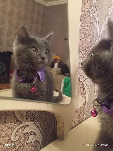 pişik şinşilla: Şotland, Dişi, Ünvandan götürmə — 2