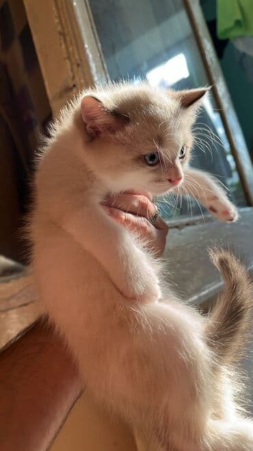 кошки на продажу: Şinşilla, Dişi, Erkək — 3