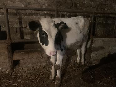 inek satislari: Salam,İnək balalarıdır– 2 baş dişi buzovdur. Bunların təzə anadan — 2