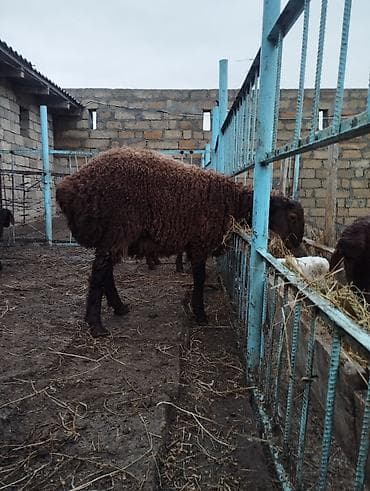 qoyun sortlari: Qala quzusudur damazliga yarayır 5ayliq quzudu quzunun anasıda — 3