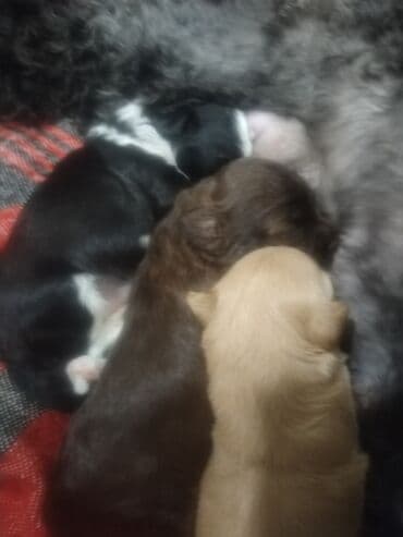 где можно купить собаку мальтипу: Пудель, 5 месяцев, Самец — 4