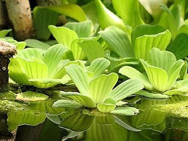 Quşlar: Akvaryum bitkiləri dəsti – rəngli kompozisiya Tərkib: - Qırmızı tonlu — 10