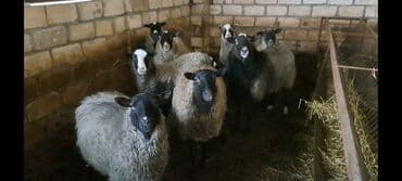 Qazlar: Satılır: Qoyun sürüsü - Növ: yerli qarışıq cinsli qoyunlar (qara, boz — 7
