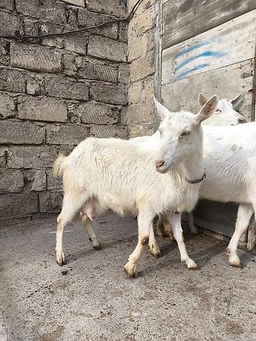 erkəy danalar: Təmiz orginal 3 dənə Sani satılır ikisi balalıdı hərəsin bir balası — 3