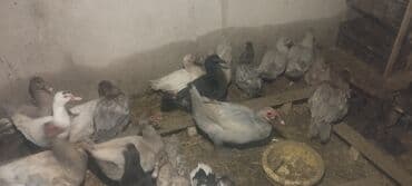 Gəmiricilər: Həm kəsilməli həm də damazlıq lal ördəklər.Qiymətlər ölçülərinə görə — 6