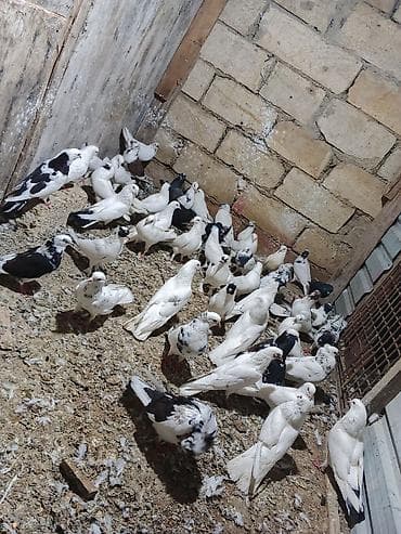 Satılır
