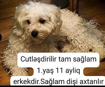 Akvariumlar: 1 il, Erkek, Cütləşmə üçün — 1