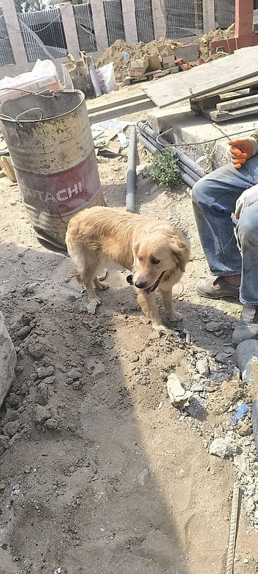 Qızılı rəngli it – Golden Retriever tipli - Cins/tip: Golden