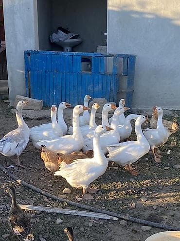 Salam ağrəngli iri növlü qaz balaları şəkildəkilər satılır biri 22 azn at lalafo.az Salam ağrəngli iri növlü qaz balaları şəkildəkilər satılır biri 22 azn
