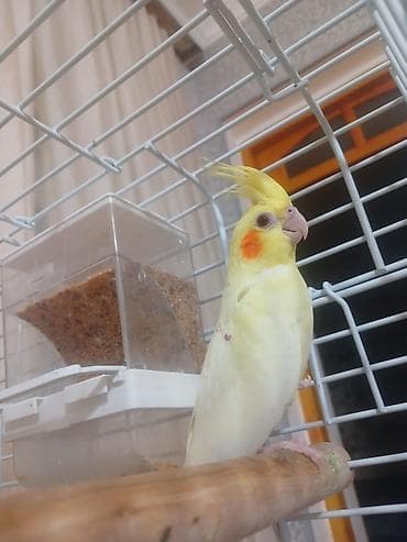 Geyimlər: Qəfəs korella — 2