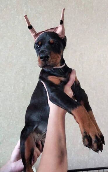 Akvariumlar: Doberman, 2 ay, Erkek, Sənədli, Pulsuz çatdırılma — 6