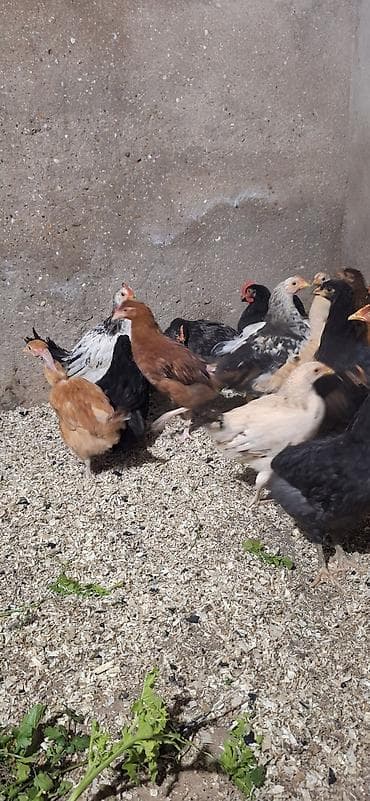 cücə: Toyuq cücələri, Damazlıq, Ödənişli çatdırılma — 3