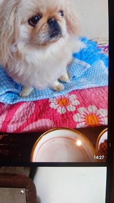 heyvan evi: Pekines — 1