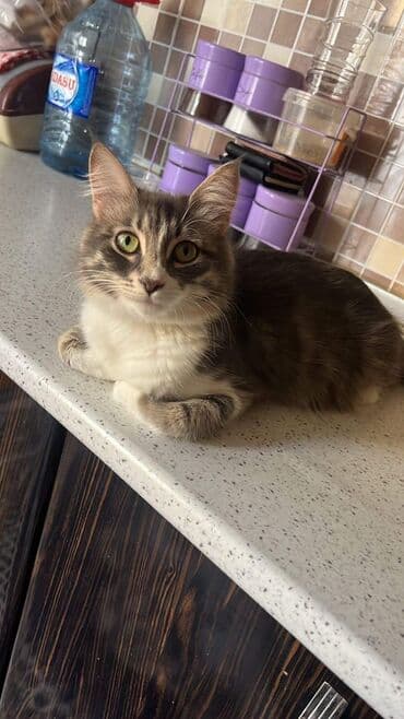 van pişiyi: Dişi, Yaxşı əllərə — 1