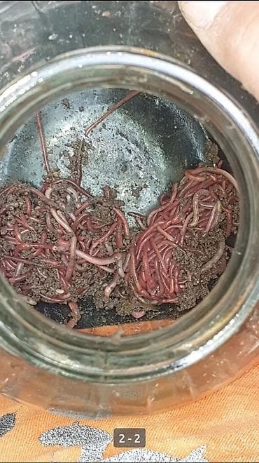 ipək qurdu: Balıq ovu üçün torpaq metrolara çatdırılma 2azn soxulcanı,qurdu — 1