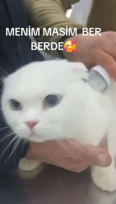 coban itleri haqqinda melumat: Şotland yastı qulaq, Erkək, Yaxşı əllərə — 4