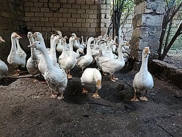 sort qazlar: Dişi, | Linda, Damazlıq, Ünvandan götürmə — 3