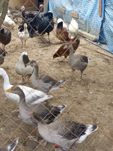 qoyun qiyməti 2024: Dişi, Damazlıq, Ünvandan götürmə — 2