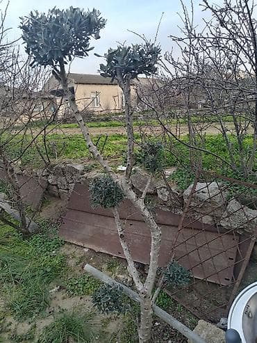 ağaç gülleri: Zeytun ağacı – dekorativ formaya salınmış, çoxillik həmişəyaşıl növ — 2