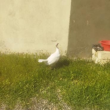 qoyun şekli: Ağ rəngli hind toyuğu (papaqsız baş, uzun boyunlu). - Cins: Ağ — 3