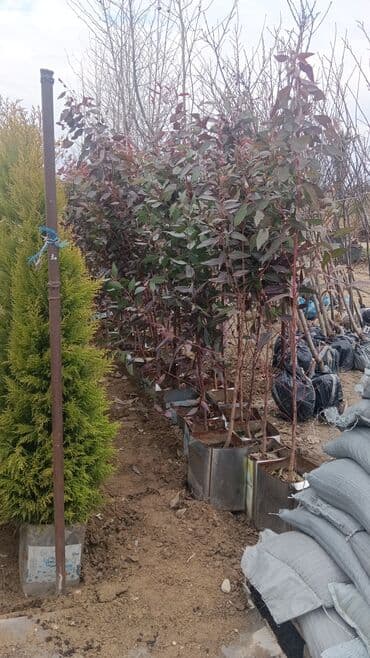 Gübrələr: Torf gubresinn satisi ve dekarativ agaclarin satsi qazon torf torpaq — 10