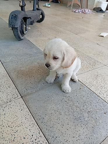 zvanok itleri: Labrador-retriver, 2 ay, Erkek, Ödənişli çatdırılma — 6